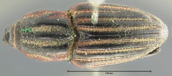 Media type: image;   Entomology 1040 Aspect: habitus dorsal view